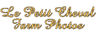 Welcome to
Le Petit Cheval!